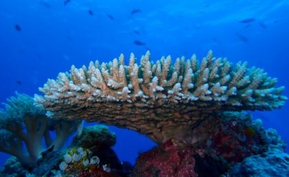 Large piece of white coral in a sea of blue with little fish in the distance. 